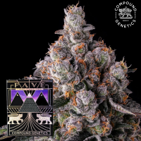 Compound Genetics - 90 Proof – feminisierte...