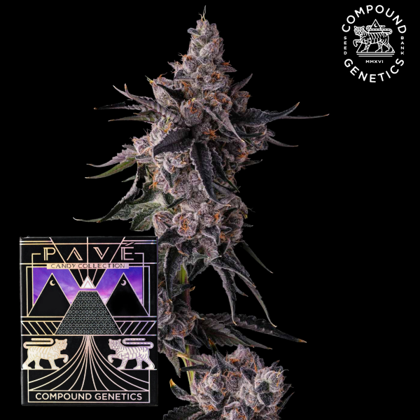 Compound Genetics - Lemon Cherry Pavé – feminisierte Cannabis Samen (3 Stück)