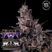 Compound Genetics - Lemon Cherry Pavé –...