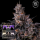 Compound Genetics - Lemon Cherry Pavé – feminisierte Cannabis Samen (3 Stück)