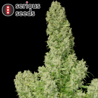 Serious Seeds White Russian – fem - 3 Seeds