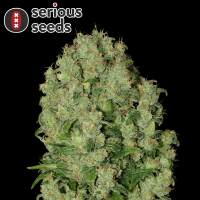 Serious Seeds White Russian – fem - 3 Seeds