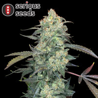 Serious Seeds AK-47 – 11 reguläre Samen