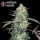 Serious Seeds AK-47 – 11 reguläre Samen