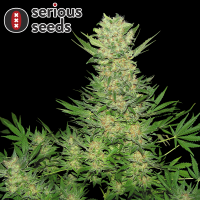 Serious Seeds Double Dutch – 11 reguläre...