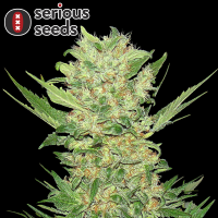 Serious Seeds Double Dutch – 11 reguläre...