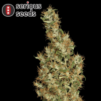 Serious Seeds Kali Mist – 11 reguläre Cannabis...