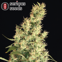 Serious Seeds Kali Mist – 11 reguläre Cannabis...