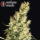 Serious Seeds Kali Mist – 11 reguläre Cannabis Samen