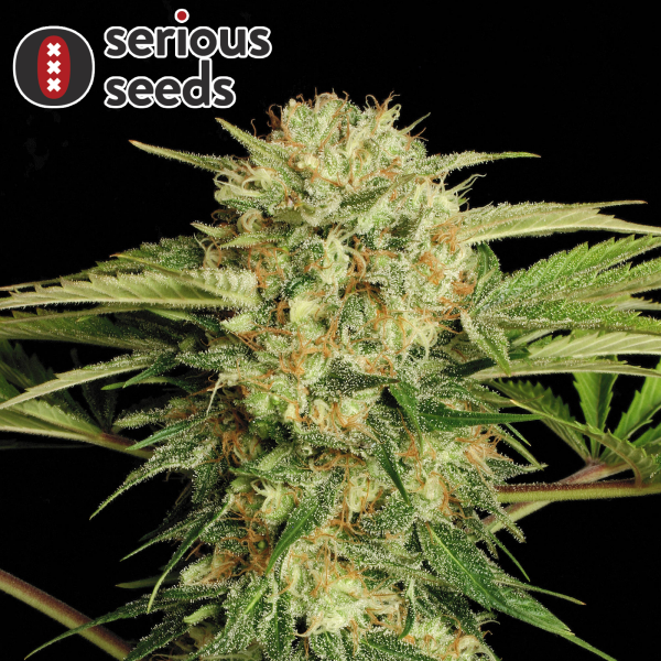 Serious Seeds Motavation – 11 reguläre Cannabis Samen