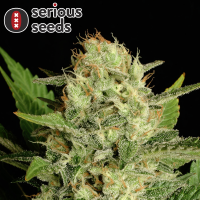 Serious Seeds Motavation – 11 reguläre...