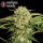 Serious Seeds Motavation – 11 reguläre Cannabis Samen