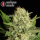 Serious Seeds Motavation – 11 reguläre Cannabis Samen