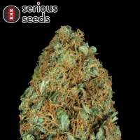 Serious Seeds Serious Happiness – 11 reguläre...