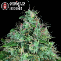 Serious Seeds Serious 6 – 11 reguläre Cannabis...