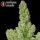 Serious Seeds White Russian – 11 reguläre Cannabis Samen