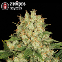 Serious Seeds AK-47 – 3 feminisierte Cannabis Samen