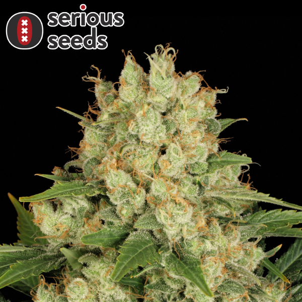 Serious Seeds Auto AK-47 – 3 Autoflowering Cannabis Samen