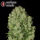 Serious Seeds Auto White Russian – 3 Autoflowering Cannabis Samen