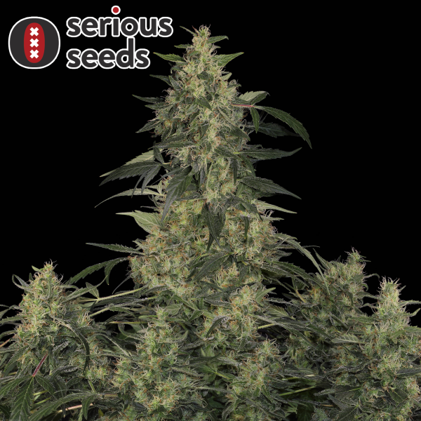 Serious Seeds CBD Chronic – 3 feminisierte CBD Samen