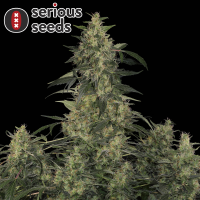 Serious Seeds CBD Chronic – 3 feminisierte CBD Samen