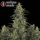 Serious Seeds CBD Chronic – 3 feminisierte CBD Samen