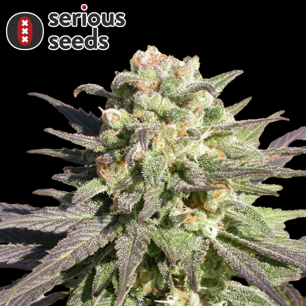Serious Seeds CBD Warlock – 3 feminisierte CBD Samen