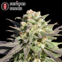 Serious Seeds CBD Warlock – 3 feminisierte CBD Samen