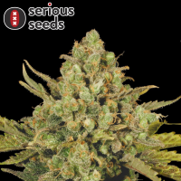 Serious Seeds CBD Warlock – 3 feminisierte CBD Samen
