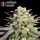 Serious Seeds CBD Warlock – 3 feminisierte CBD Samen