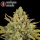 Serious Seeds CBD Warlock – 3 feminisierte CBD Samen