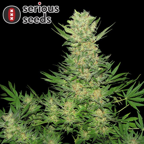 Serious Seeds Double Dutch – 3 feminisierte Cannabis Samen