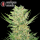 Serious Seeds Double Dutch – 3 feminisierte Cannabis Samen