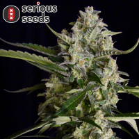 Serious Seeds Seriosa – 3 feminisierte Cannabis Samen