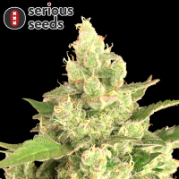 Serious Seeds Seriosa – 3 feminisierte Cannabis Samen