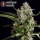 Serious Seeds Seriosa – 3 feminisierte Cannabis Samen