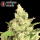 Serious Seeds Seriosa – 3 feminisierte Cannabis Samen