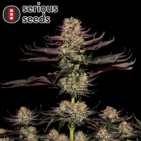 Serious Seeds Seriotica – 3 feminisierte Cannabis...