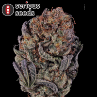 Serious Seeds Seriotica – 3 feminisierte Cannabis...