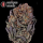 Serious Seeds Seriotica – 3 feminisierte Cannabis Samen
