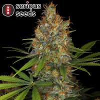 Serious Seeds Strawberry AK – 3 feminisierte...