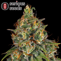 Serious Seeds Strawberry AK – 3 feminisierte...
