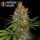 Serious Seeds Strawberry AK – 3 feminisierte Cannabis Samen