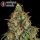 Serious Seeds Strawberry AK – 3 feminisierte Cannabis Samen