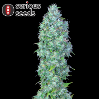 Serious Seeds Serious Happiness – 3 feminisierte...