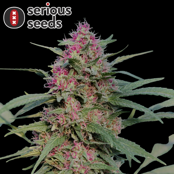 Serious Seeds Serious 6 – 3 feminisierte Cannabis Samen