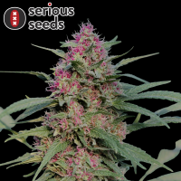 Serious Seeds Serious 6 – 3 feminisierte Cannabis...