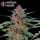 Serious Seeds Serious 6 – 3 feminisierte Cannabis Samen