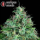 Serious Seeds Serious 6 – 3 feminisierte Cannabis Samen