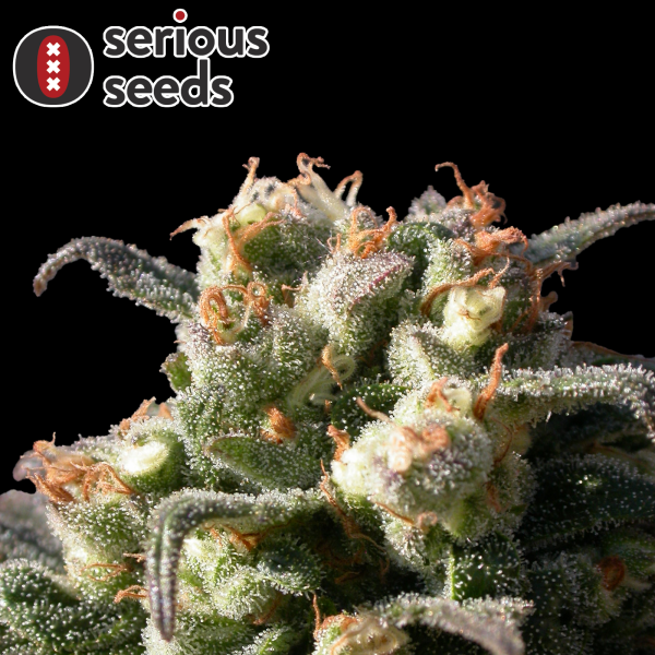 Serious Seeds Warlock – 3 feminisierte Cannabis Samen